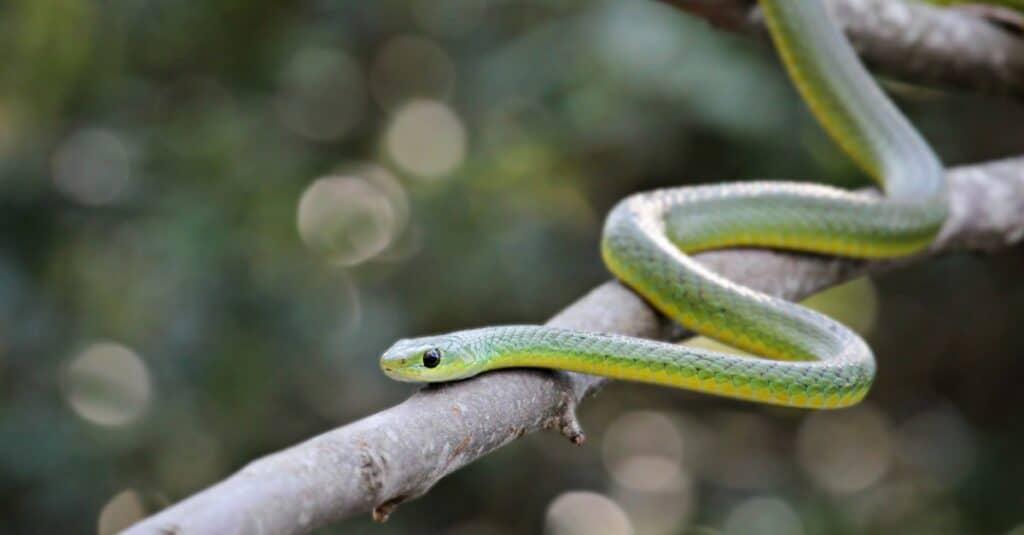 Boomslang