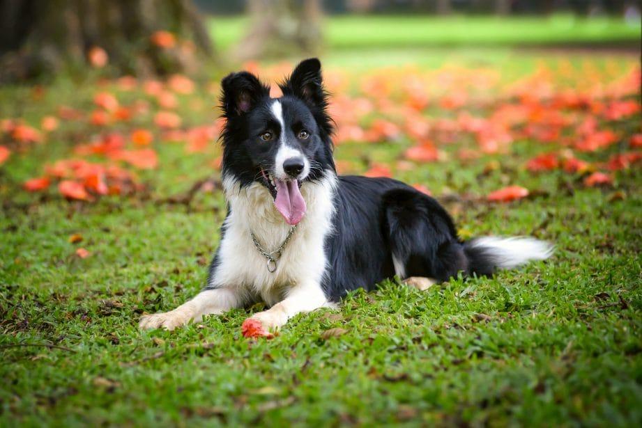 Border_Collie