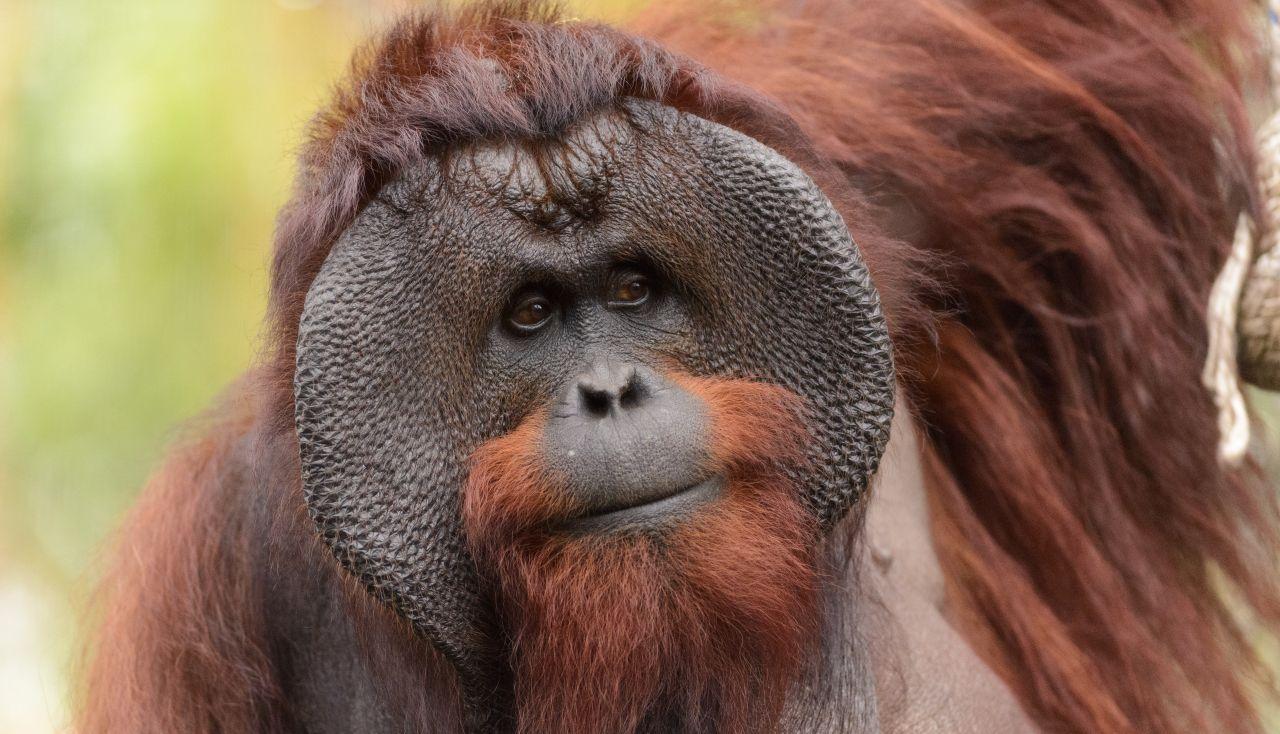 Bornean_Orangutan