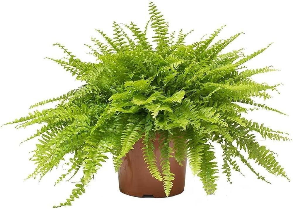 Boston_Fern