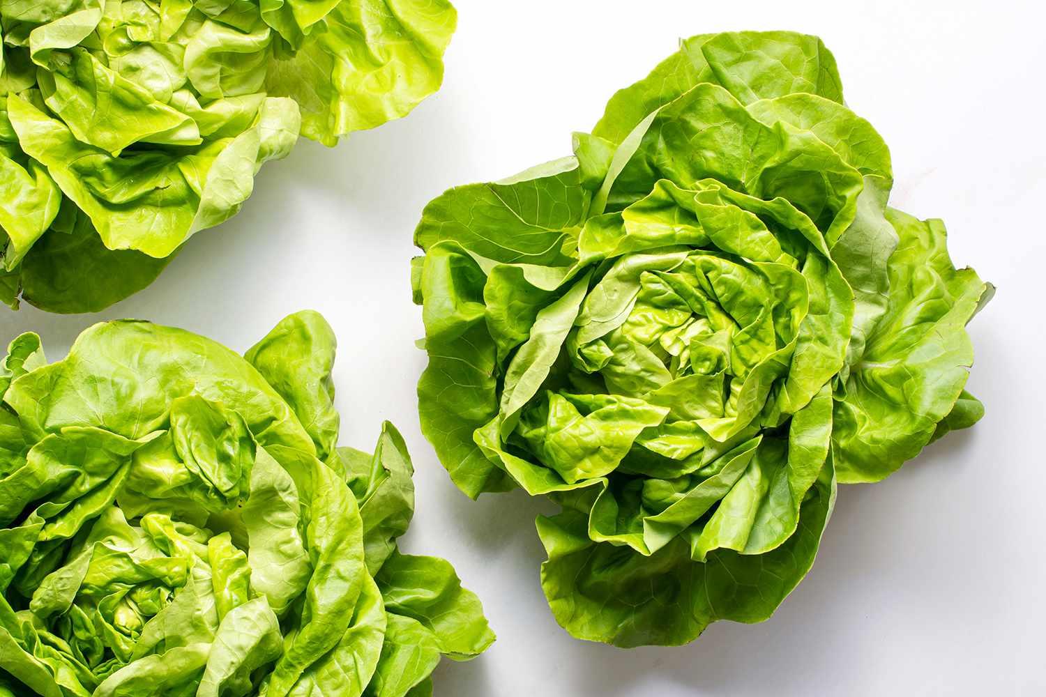 Boston_Lettuce