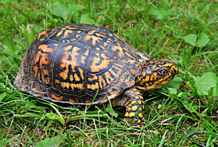 Box_Turtle