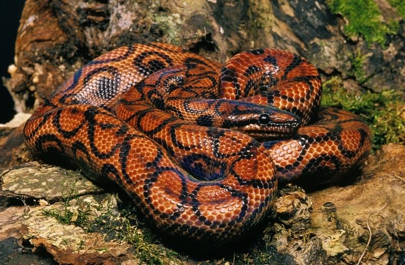 Brazilian_Rainbow_Boa