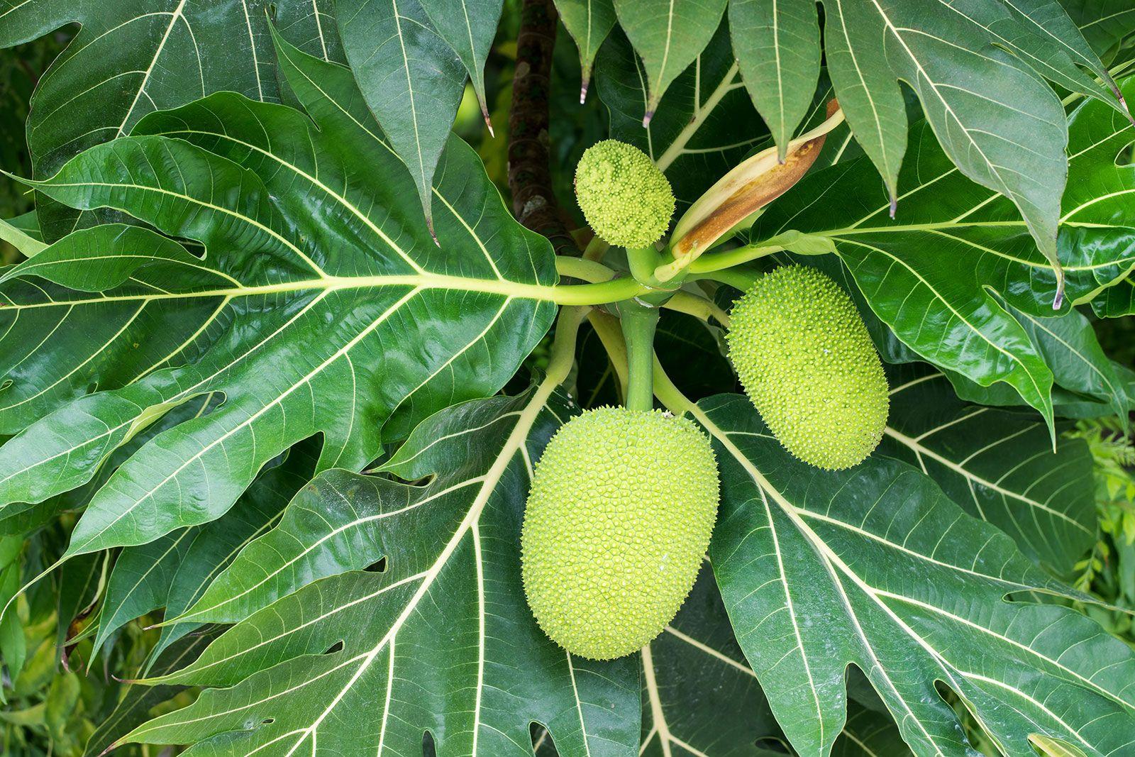 Breadfruit