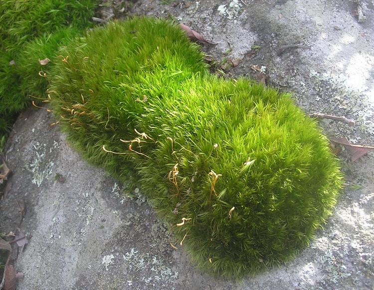 Broom_Moss