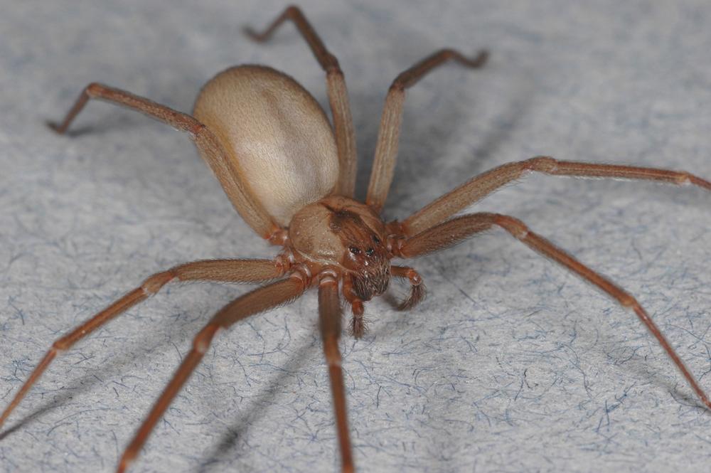 Brown_Recluse_Spider