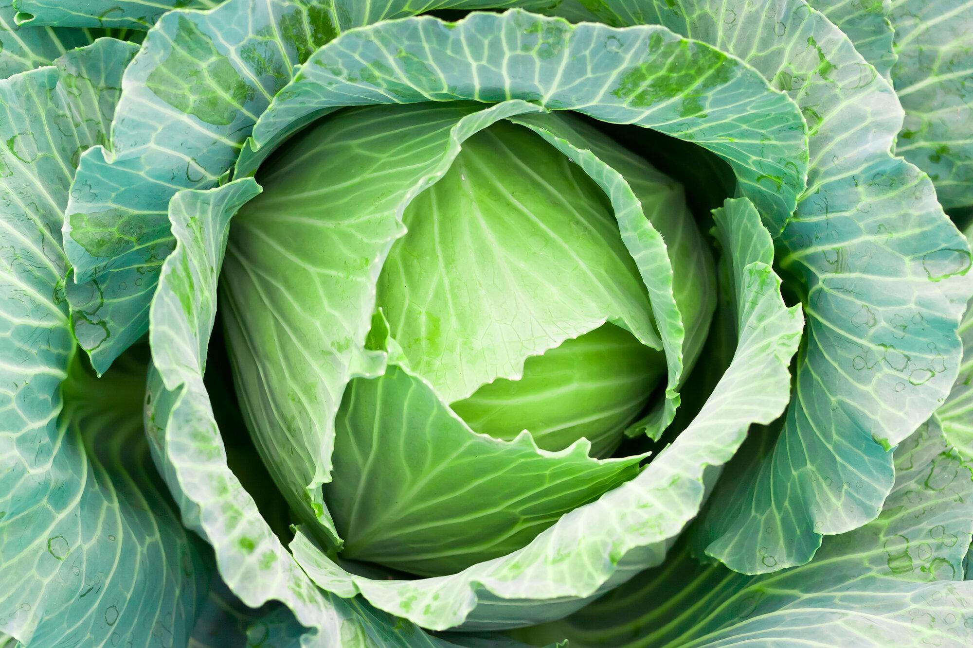 Cabbage