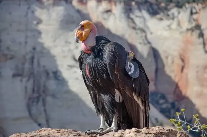 California_Condor