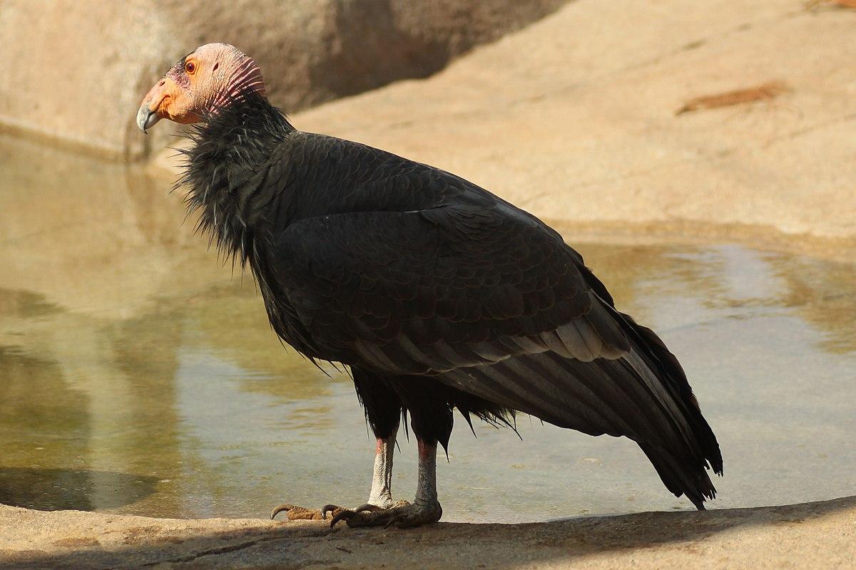 California_Condor_North_America