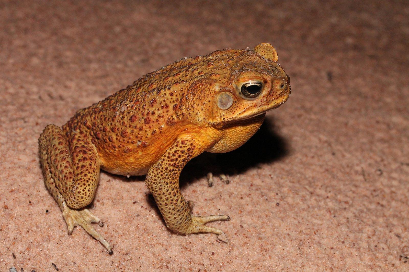 Cane_Toad