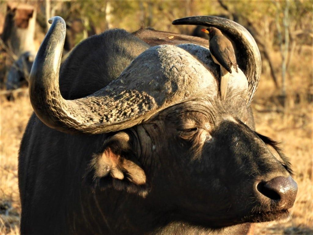 Cape_Buffalo