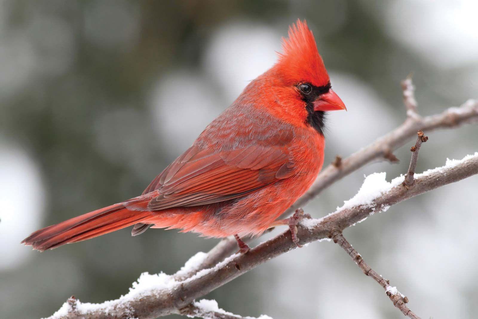 Cardinals