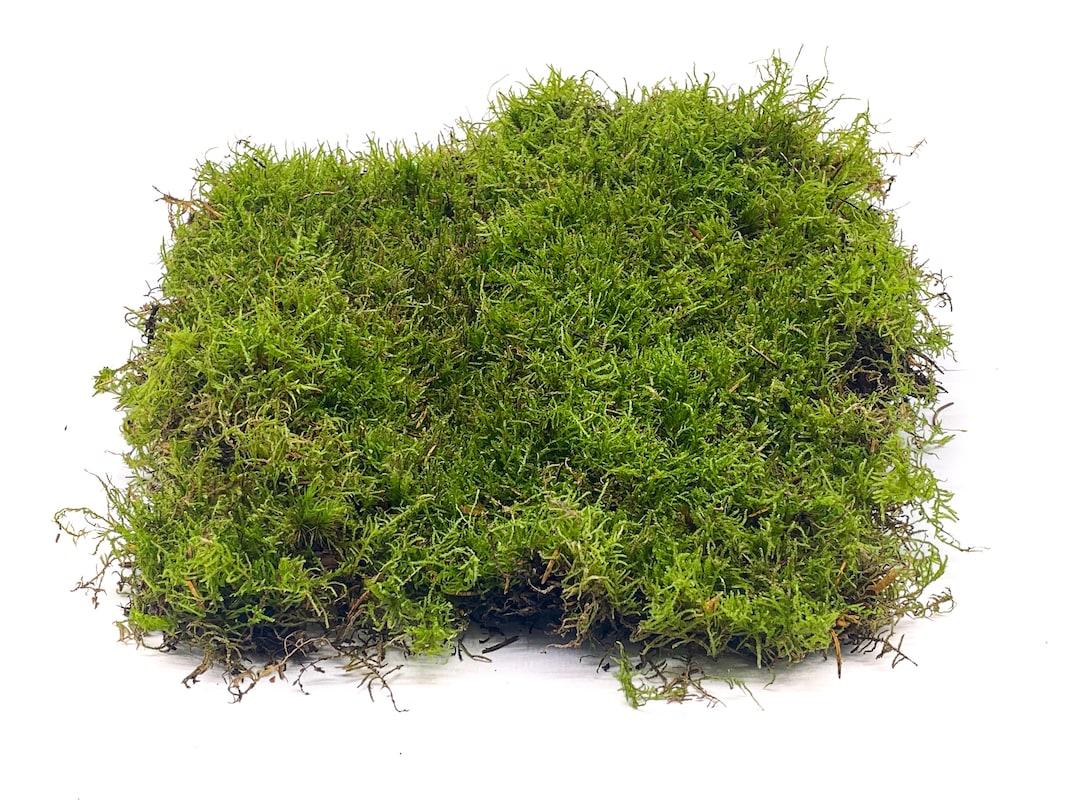 Carpet_Moss