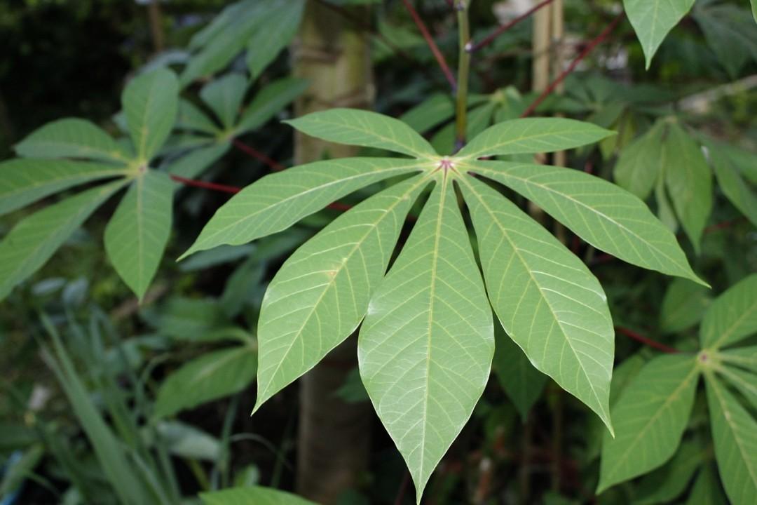 Cassava_Leaves