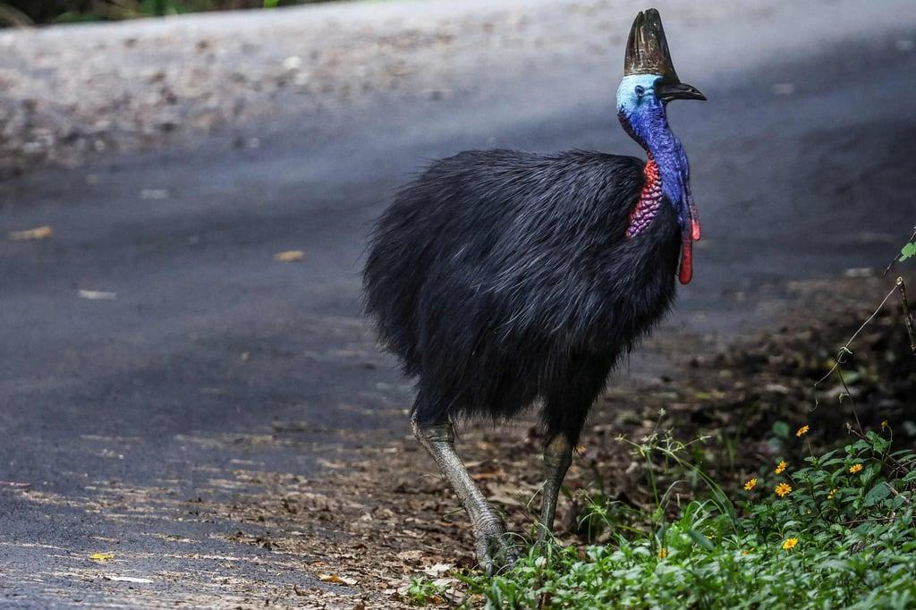 Cassowary_Australia_New_Guinea