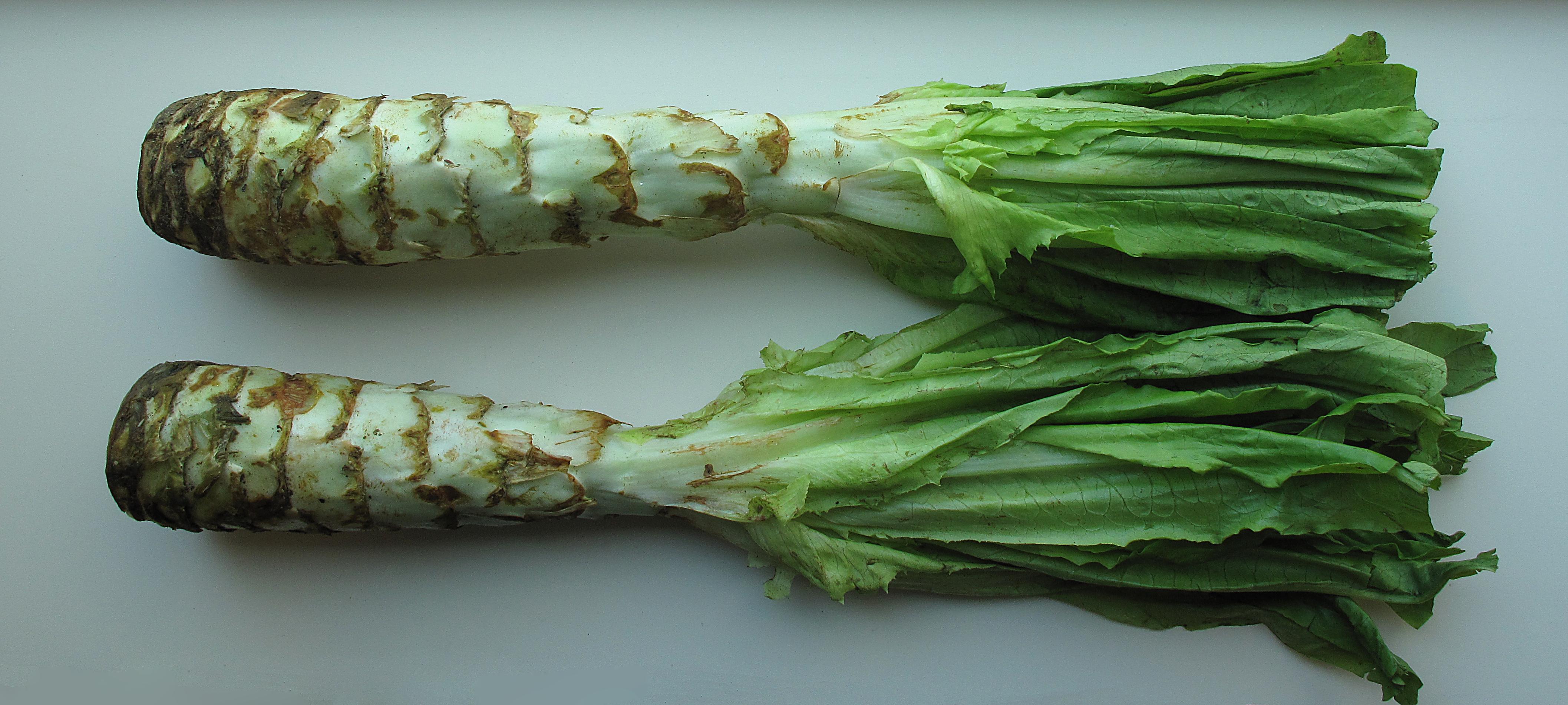 Celtuce_Lettuce