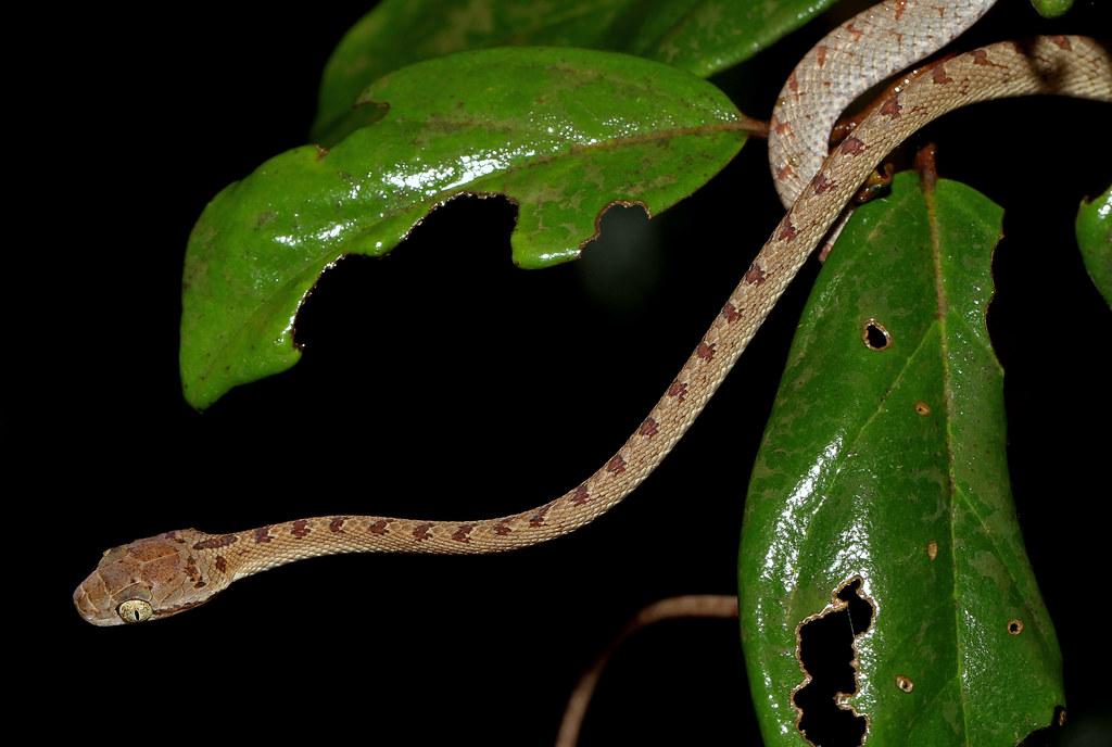 Ceylonese_Cat_Snake