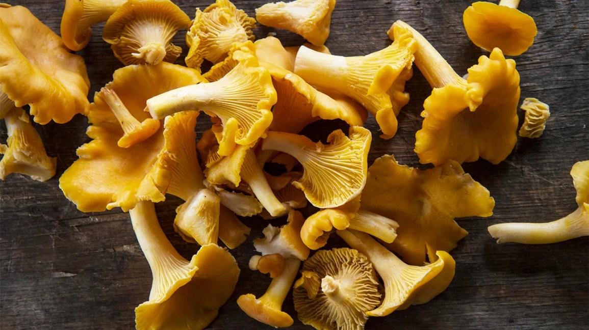 Chanterelle_Mushroom