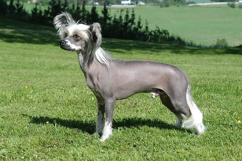 Chinese_Crested_Dog