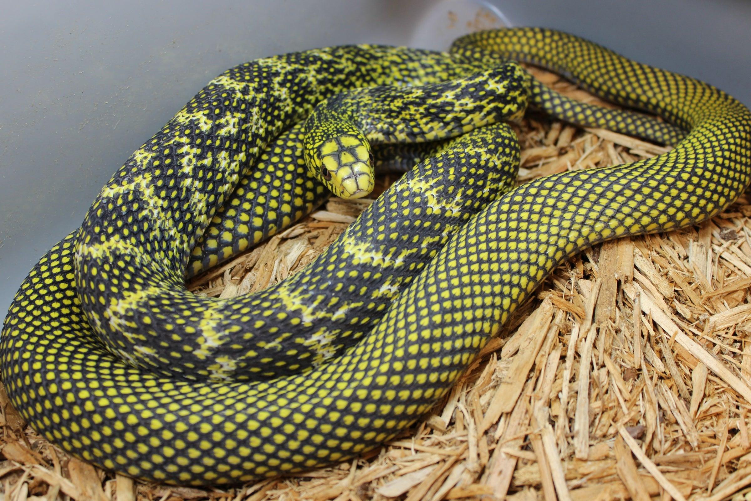 Chinese_King_Rat_Snake