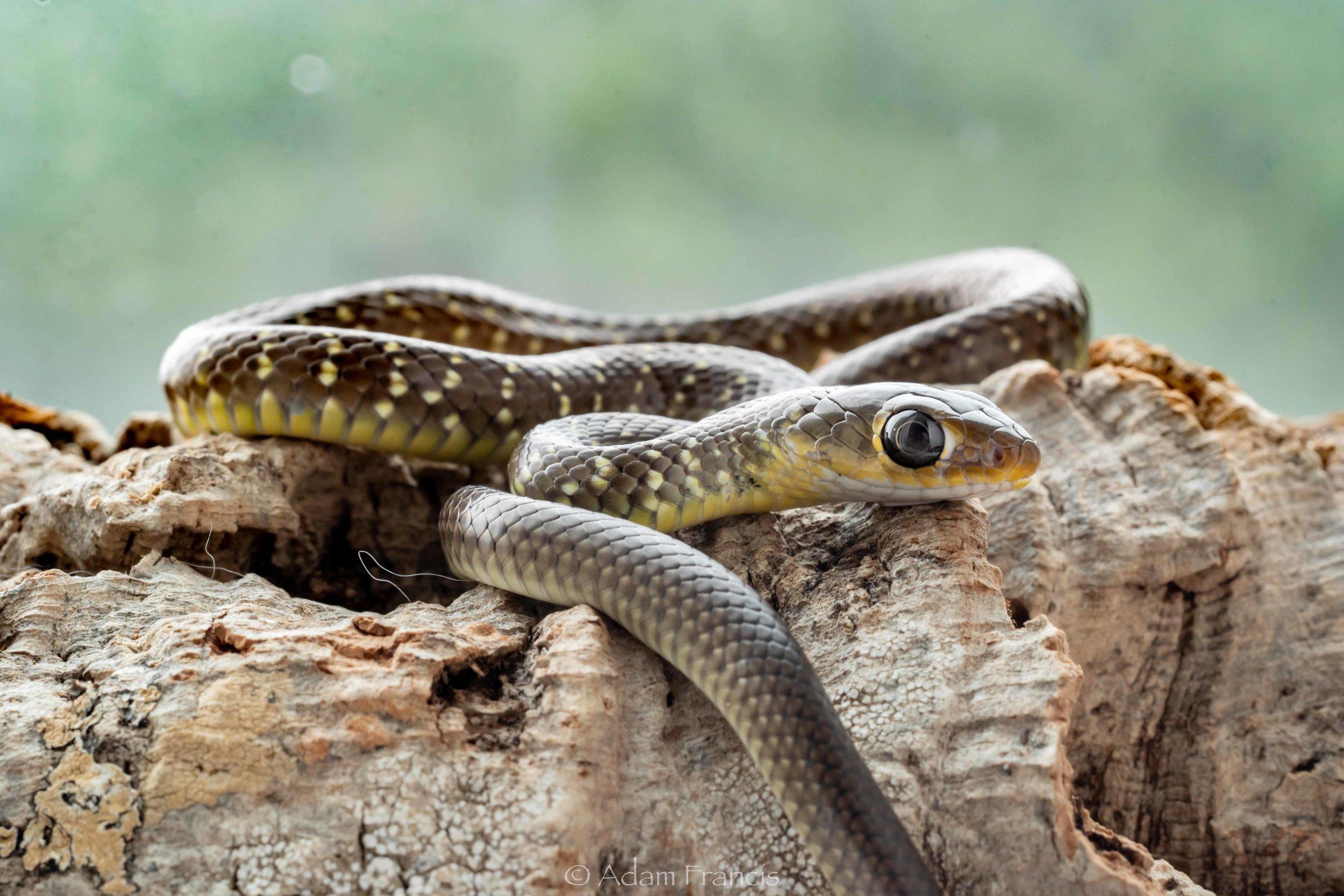 Chinese_Rat_Snake