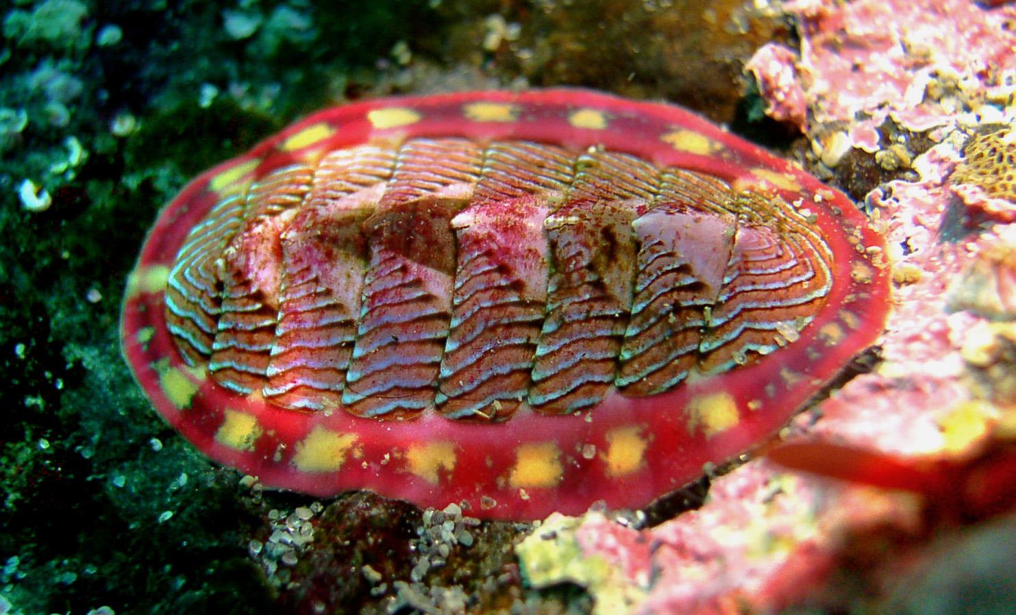 Chiton