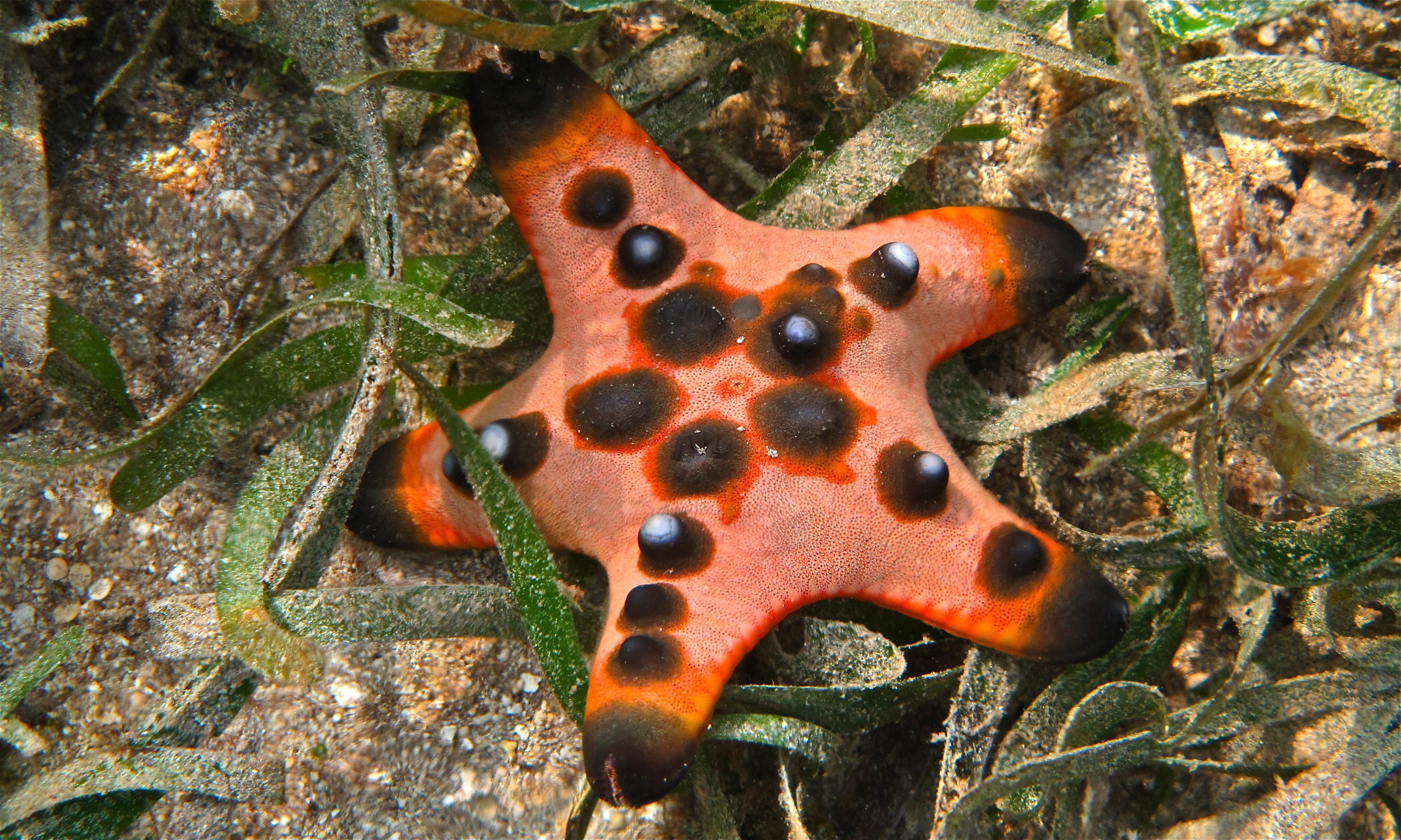 Chocolate_Chip_Sea_Star