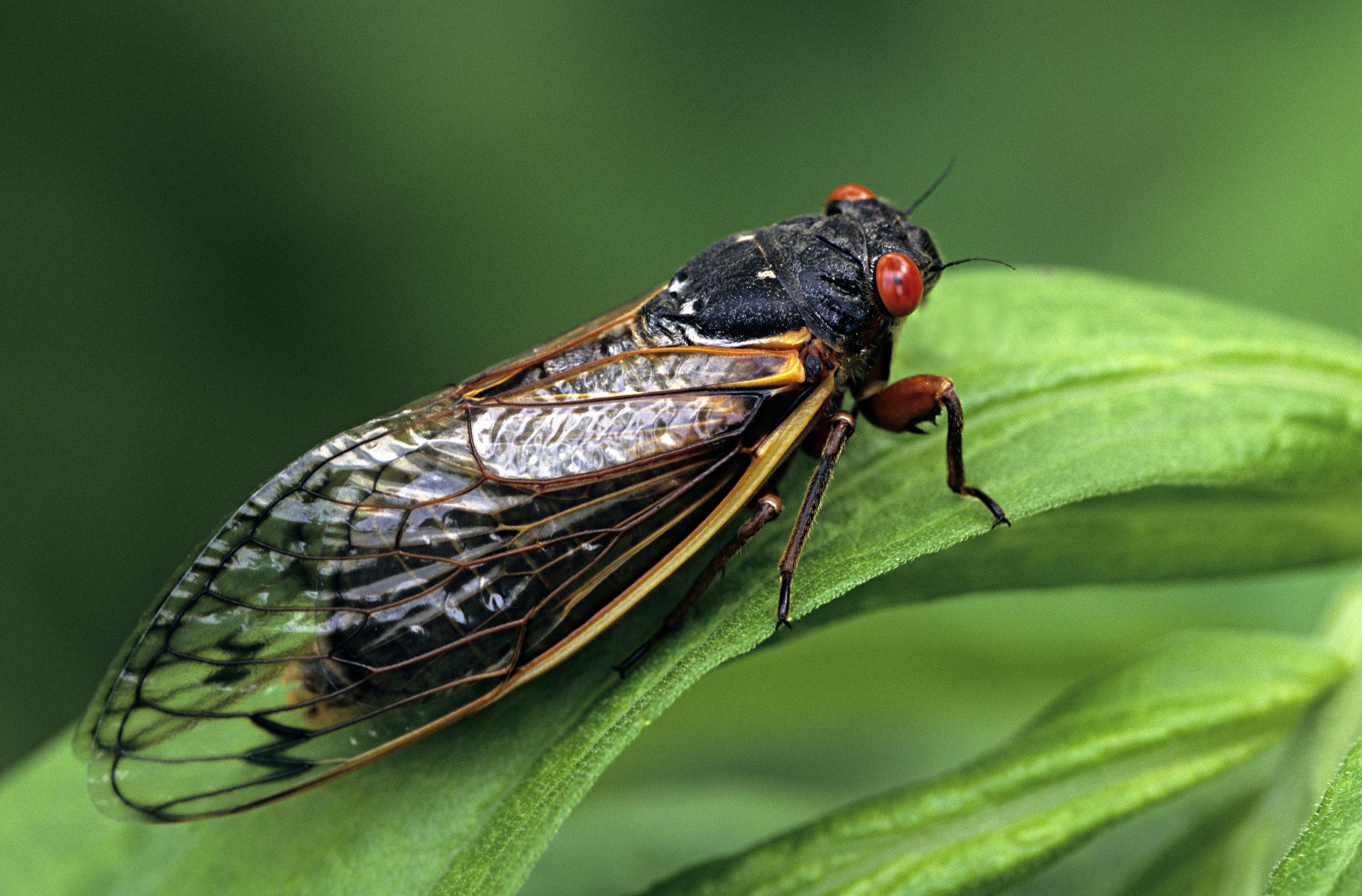 Cicada