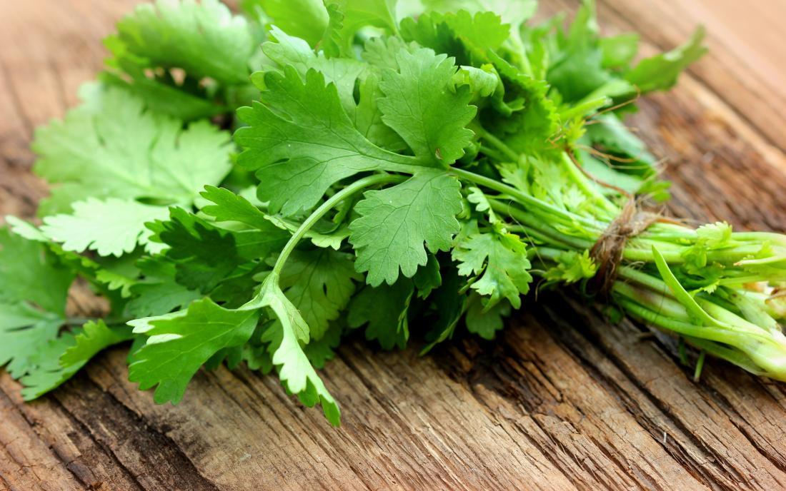 Cilantro_Coriander_Leaves