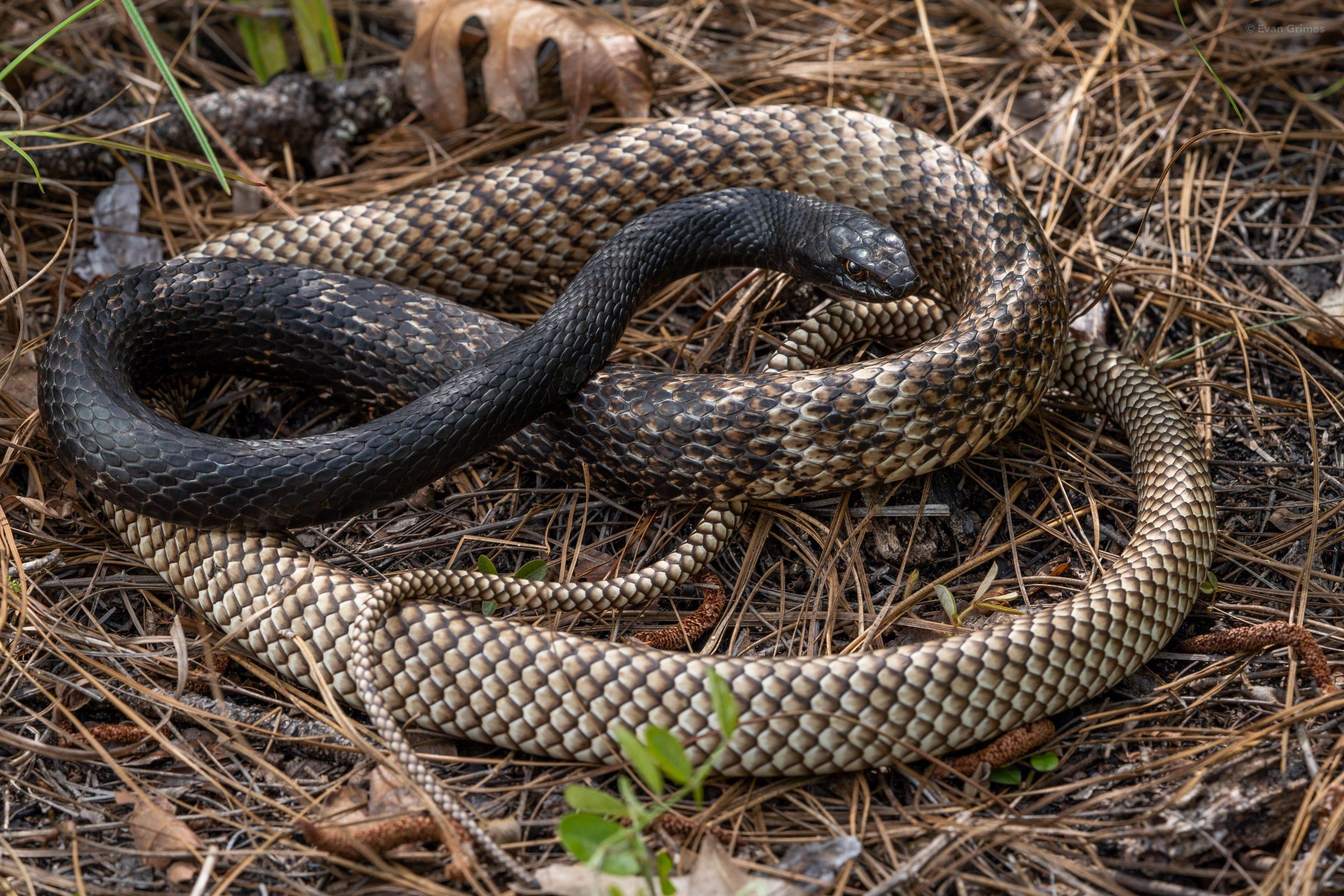 Coachwhip_Snake