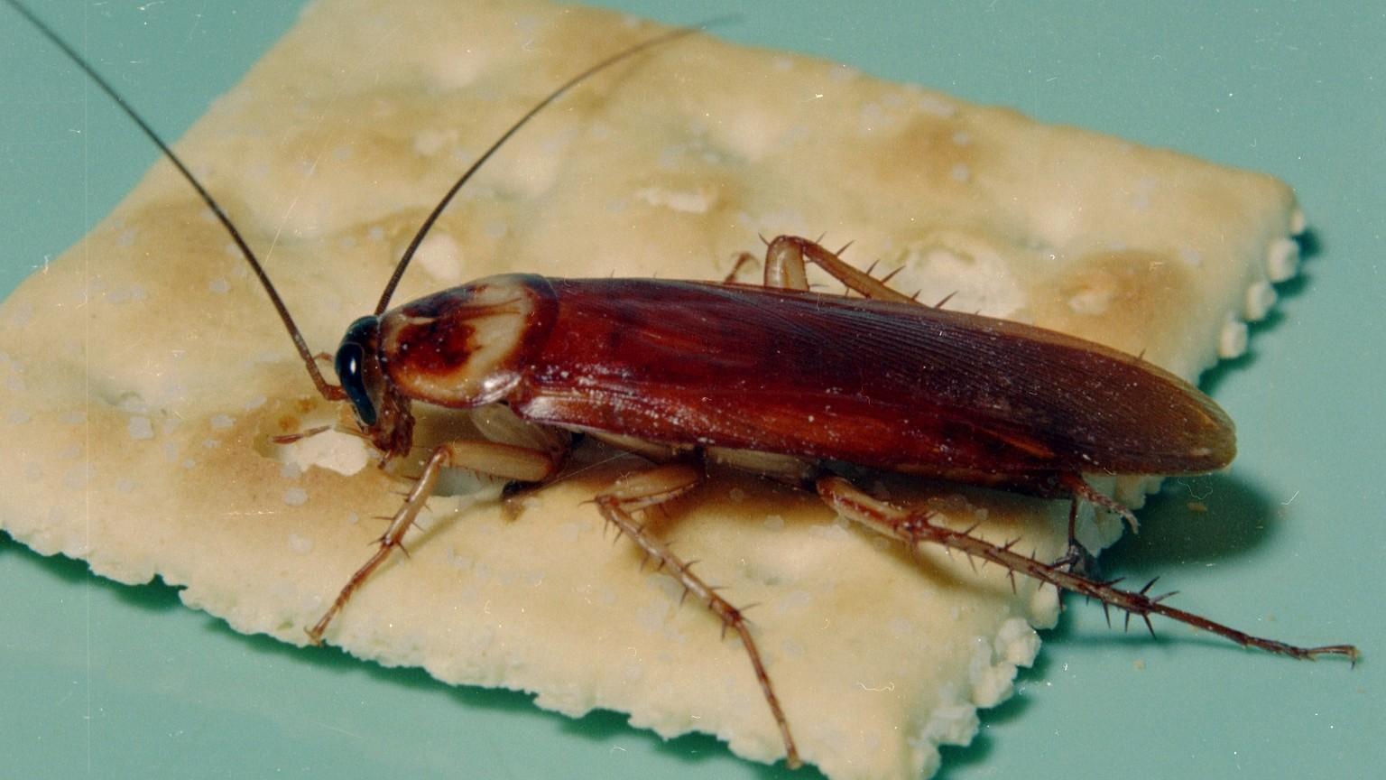 Cockroach