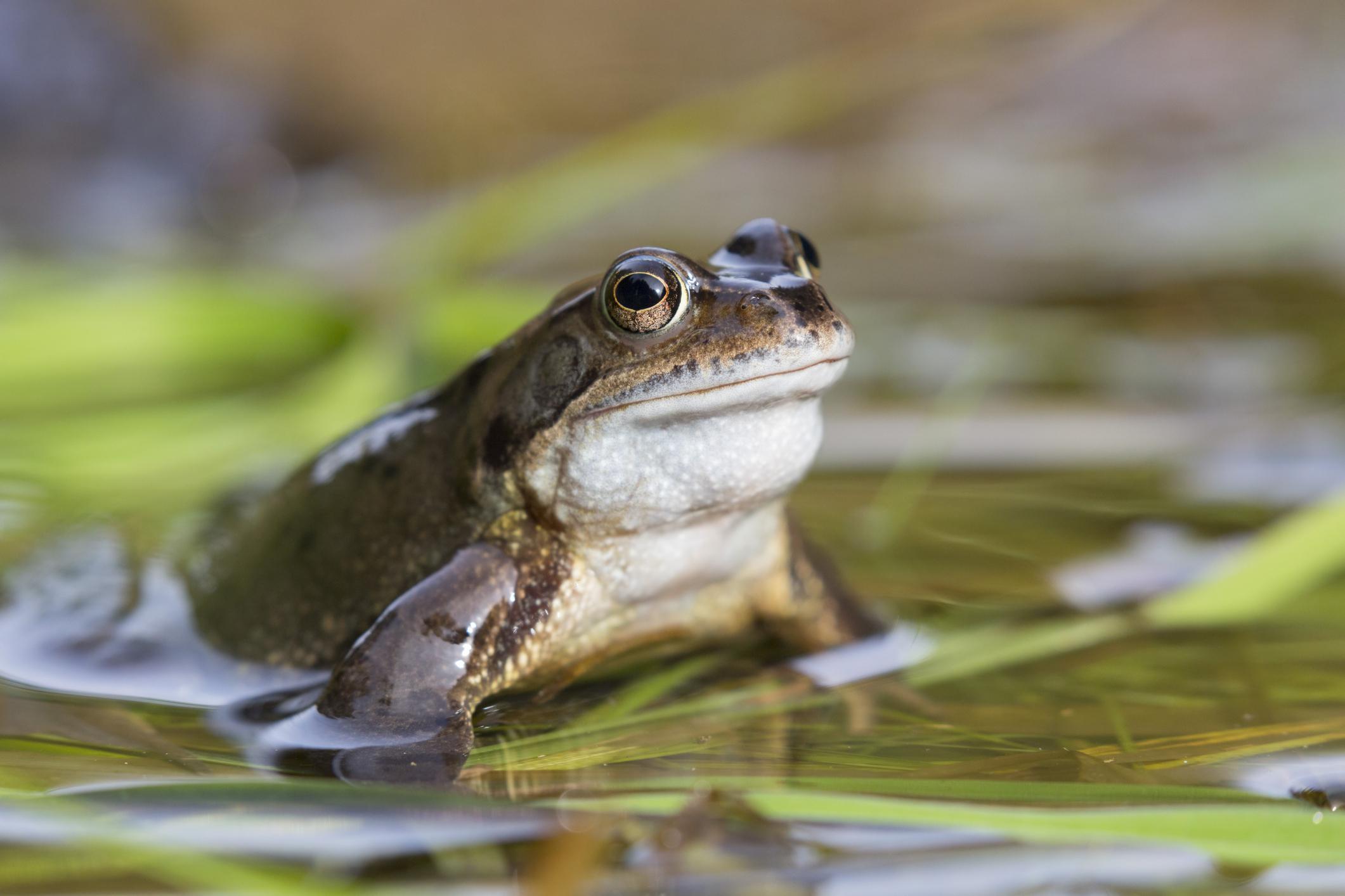 Common_Frog