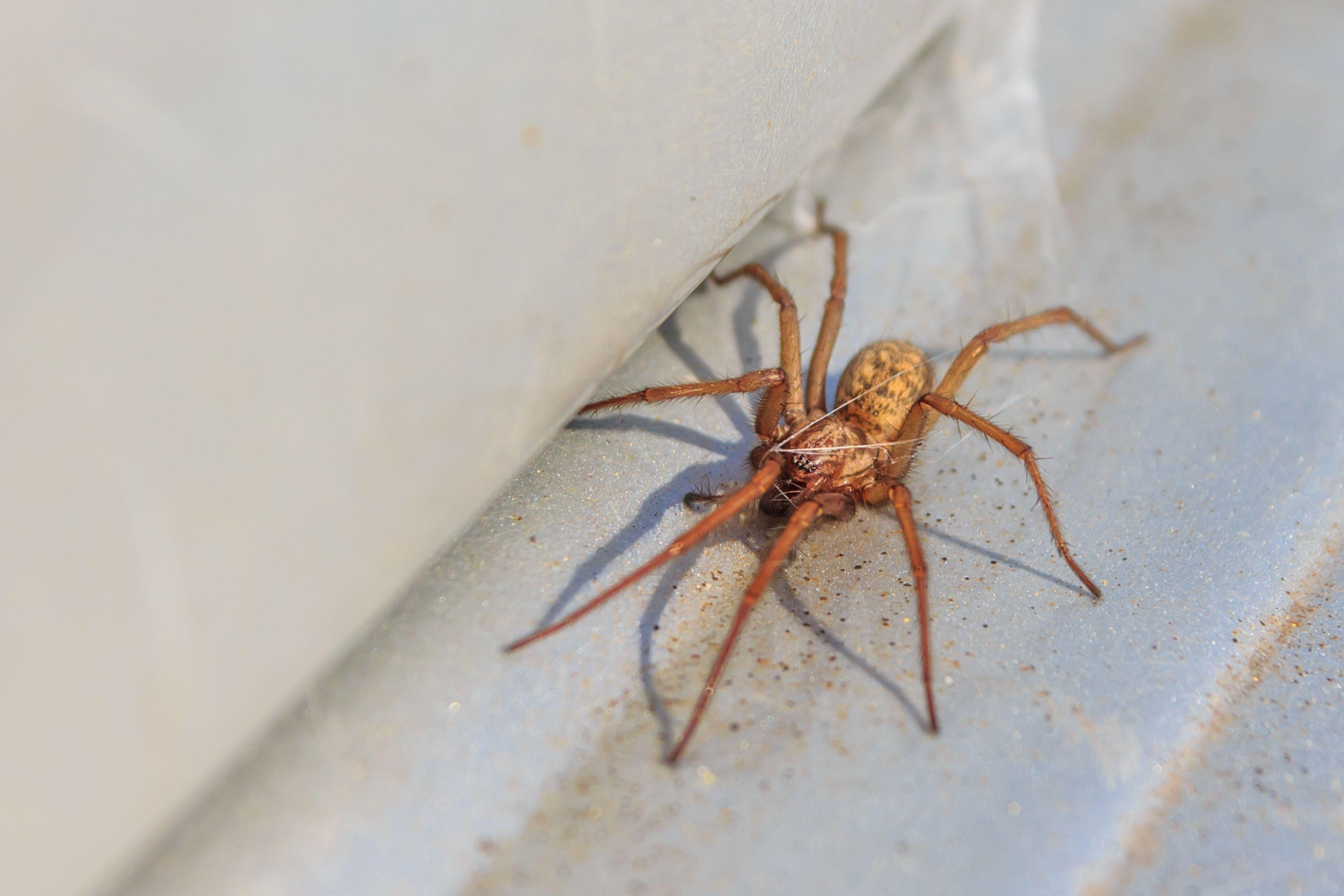 Common_House_Spider