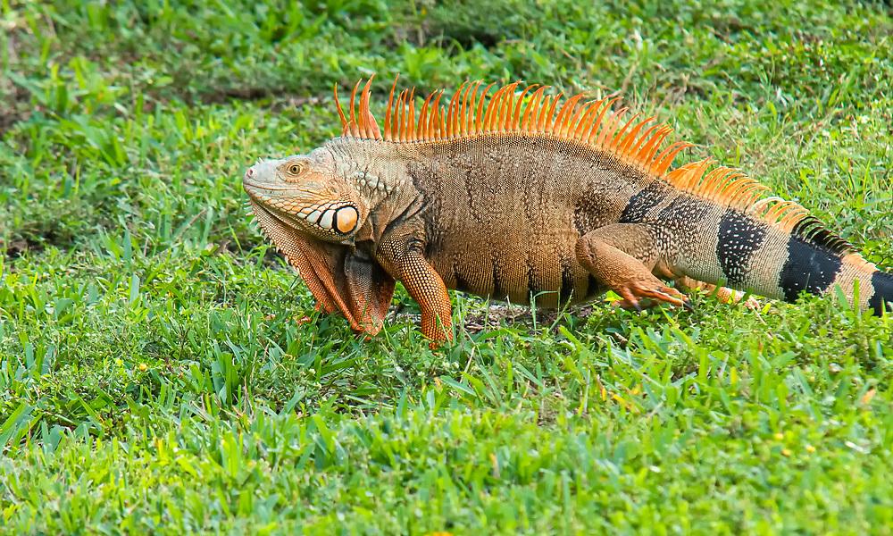 Common_Iguana