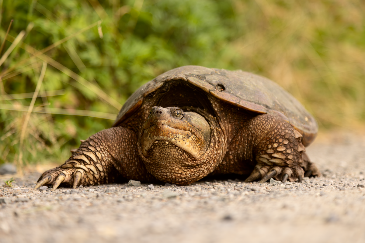 Common_Snapping_Turtle