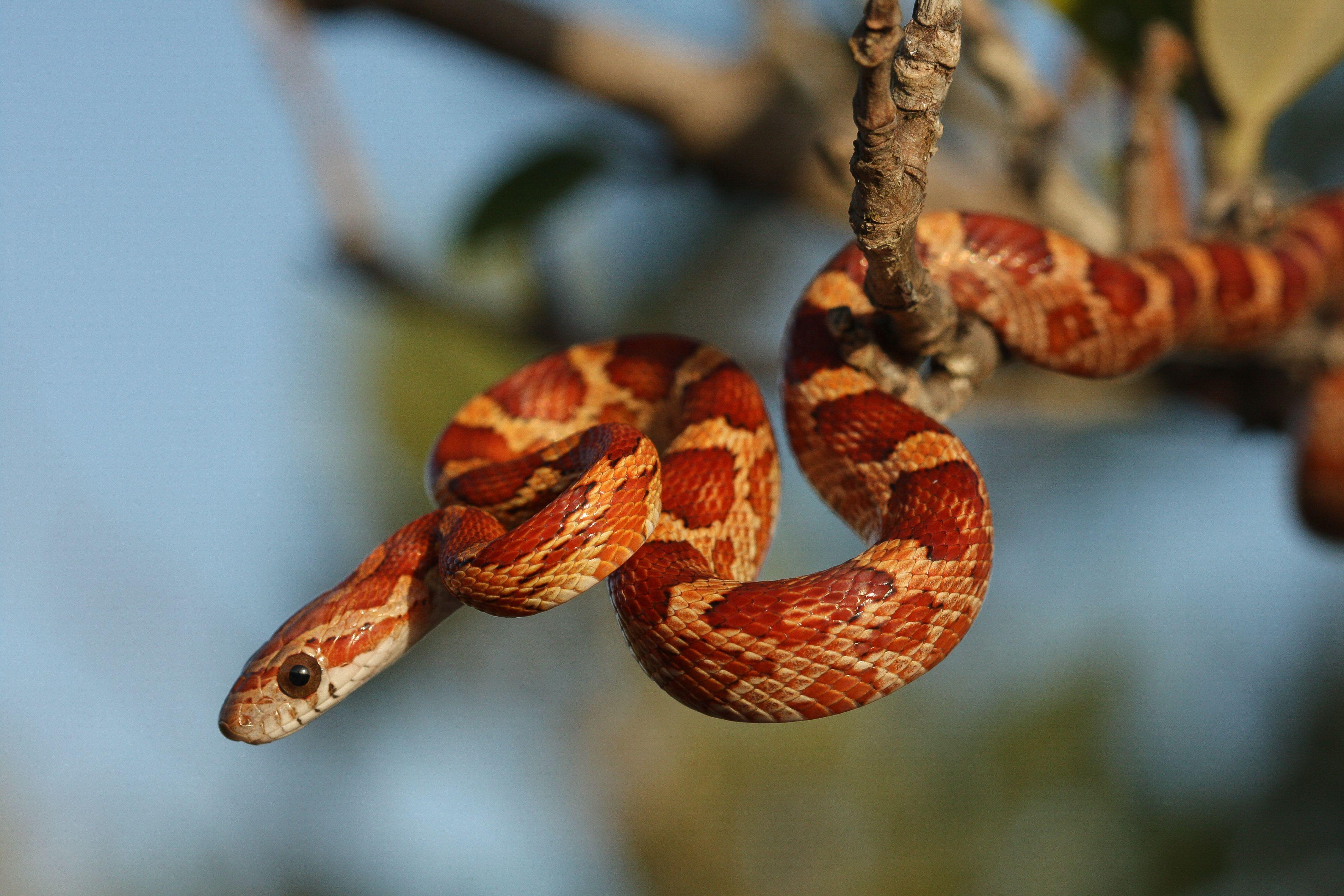 Corn_Snake