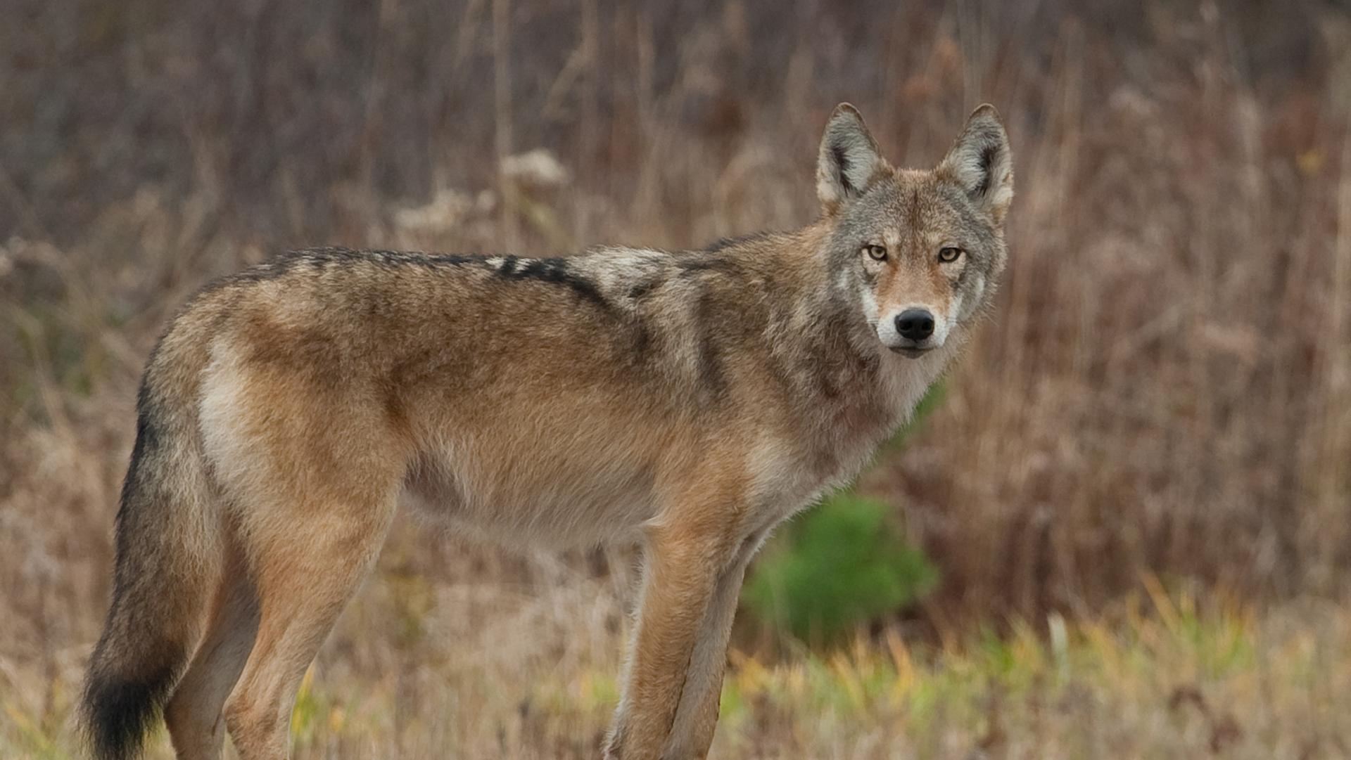 Coywolf_Coyote__Wolf