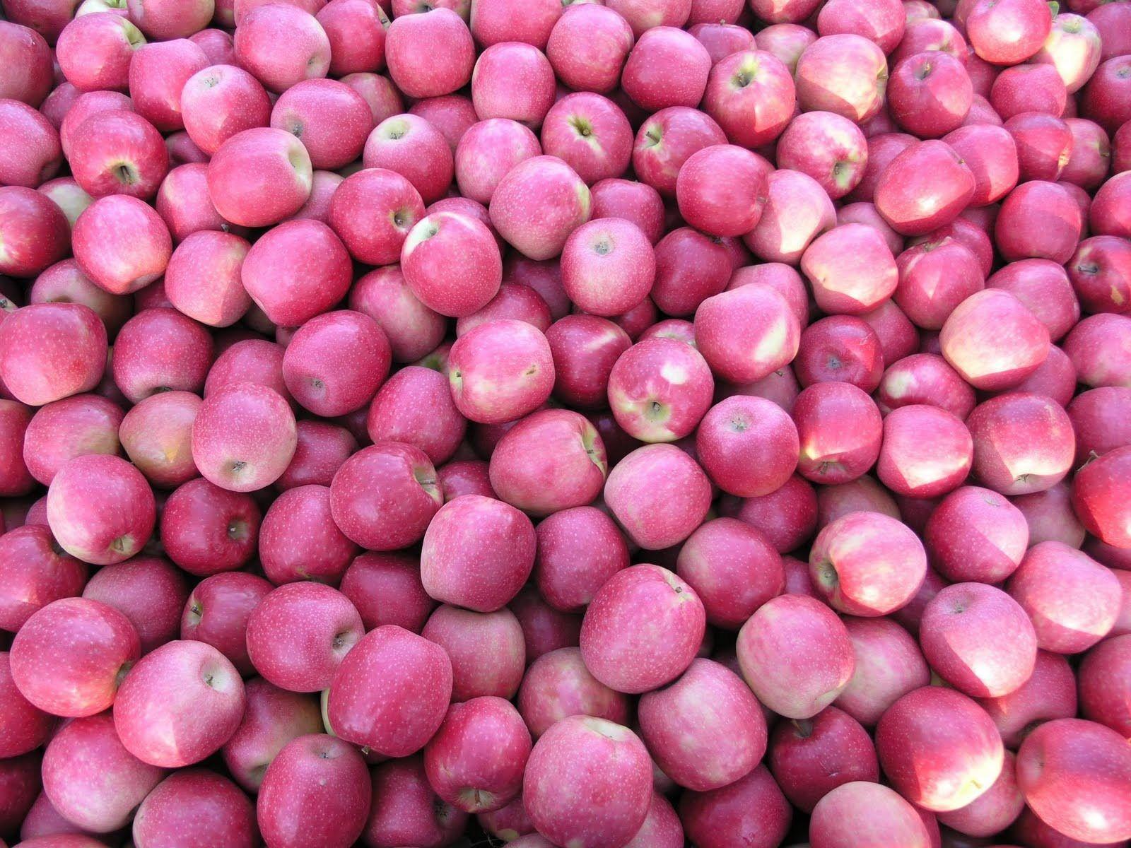 Cripps_Pink_Apple