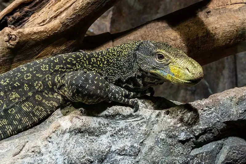 Crocodile_Monitor