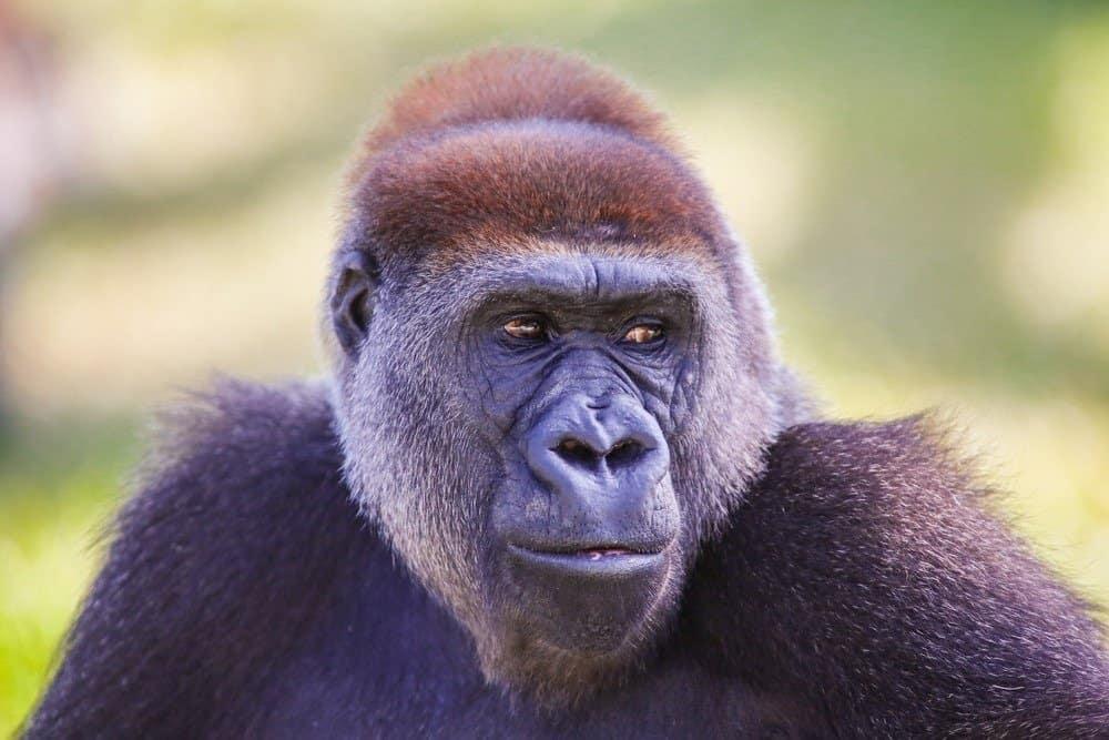 Cross_River_Gorilla