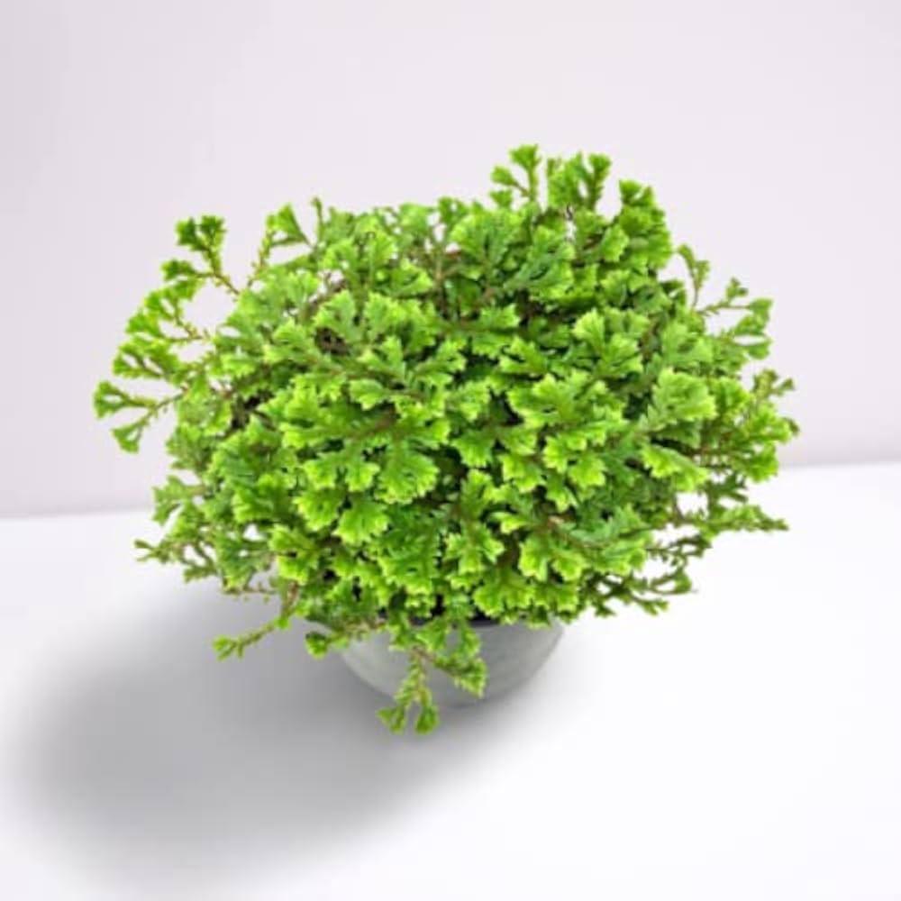 Cushion_Fern_Moss