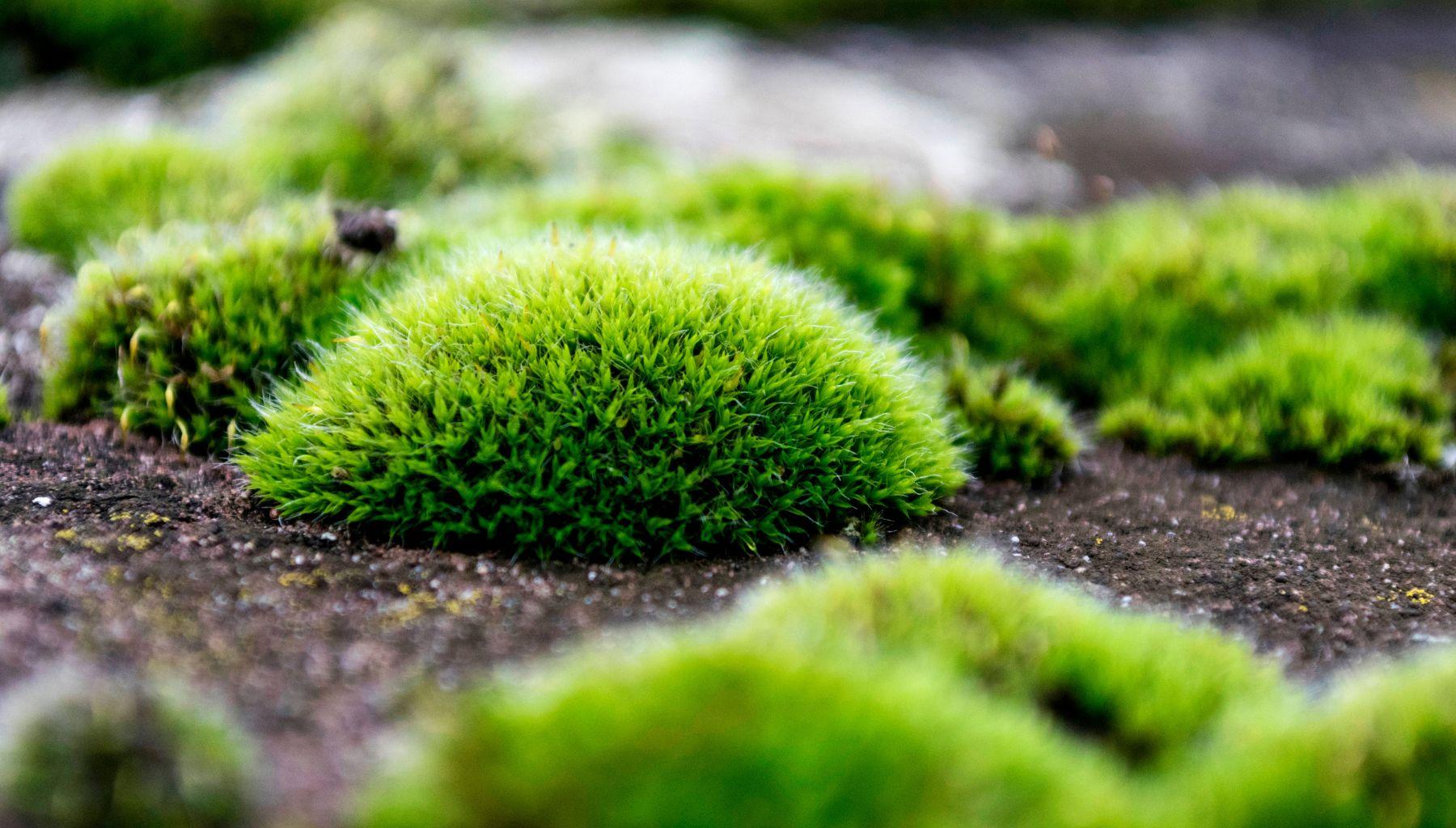 Cushion_Moss