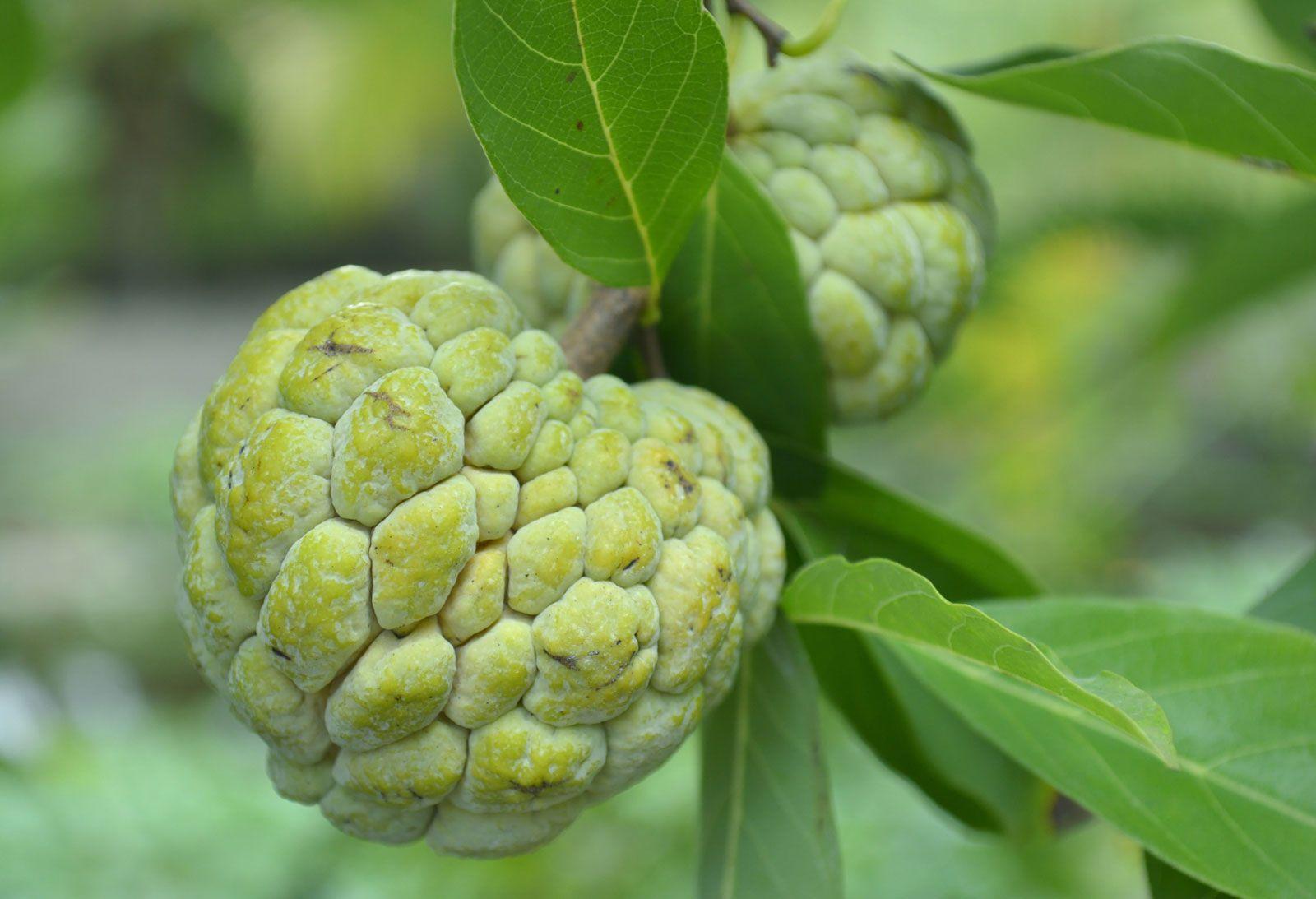 Custard_Apple