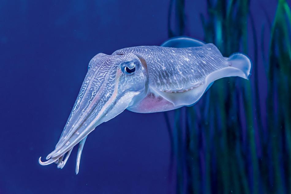 Cuttlefish