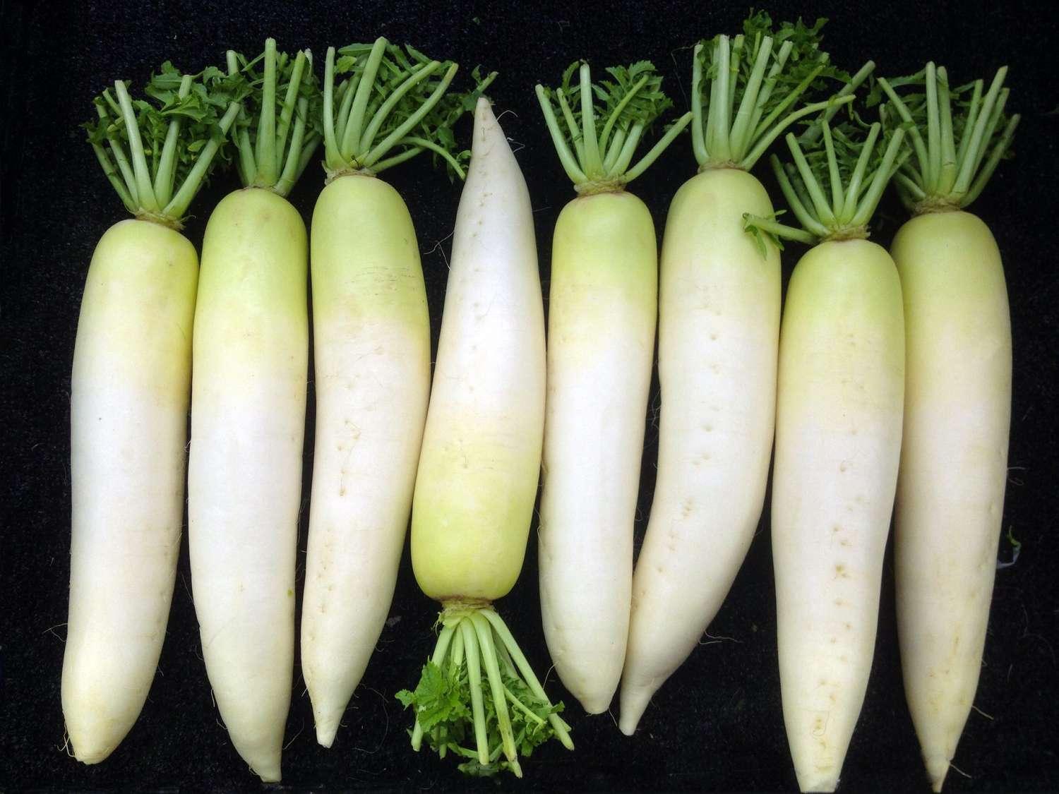 Daikon