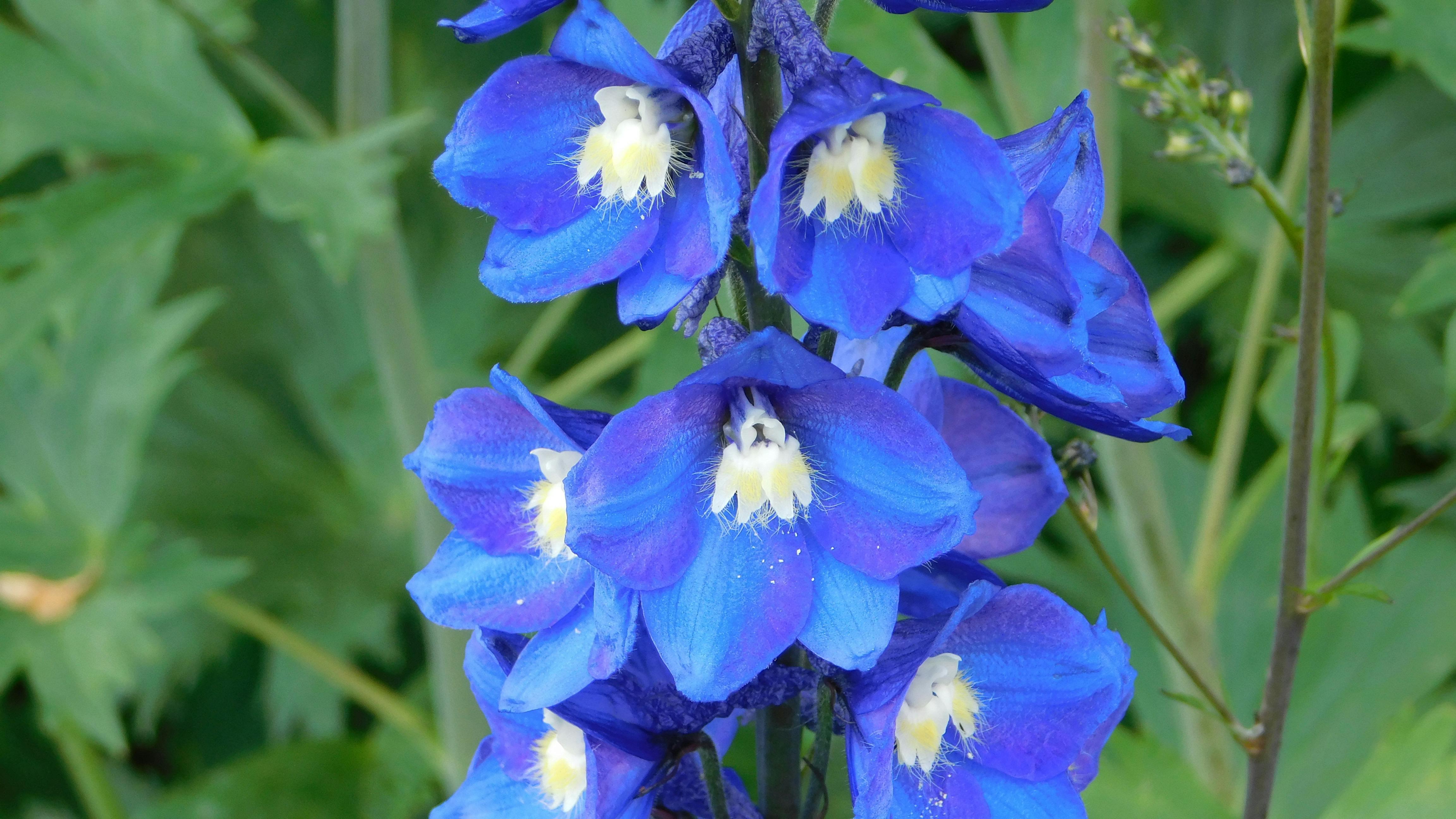 Delphinium