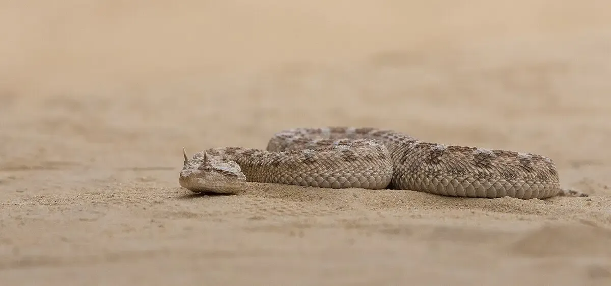 Desert_Horned_Viper