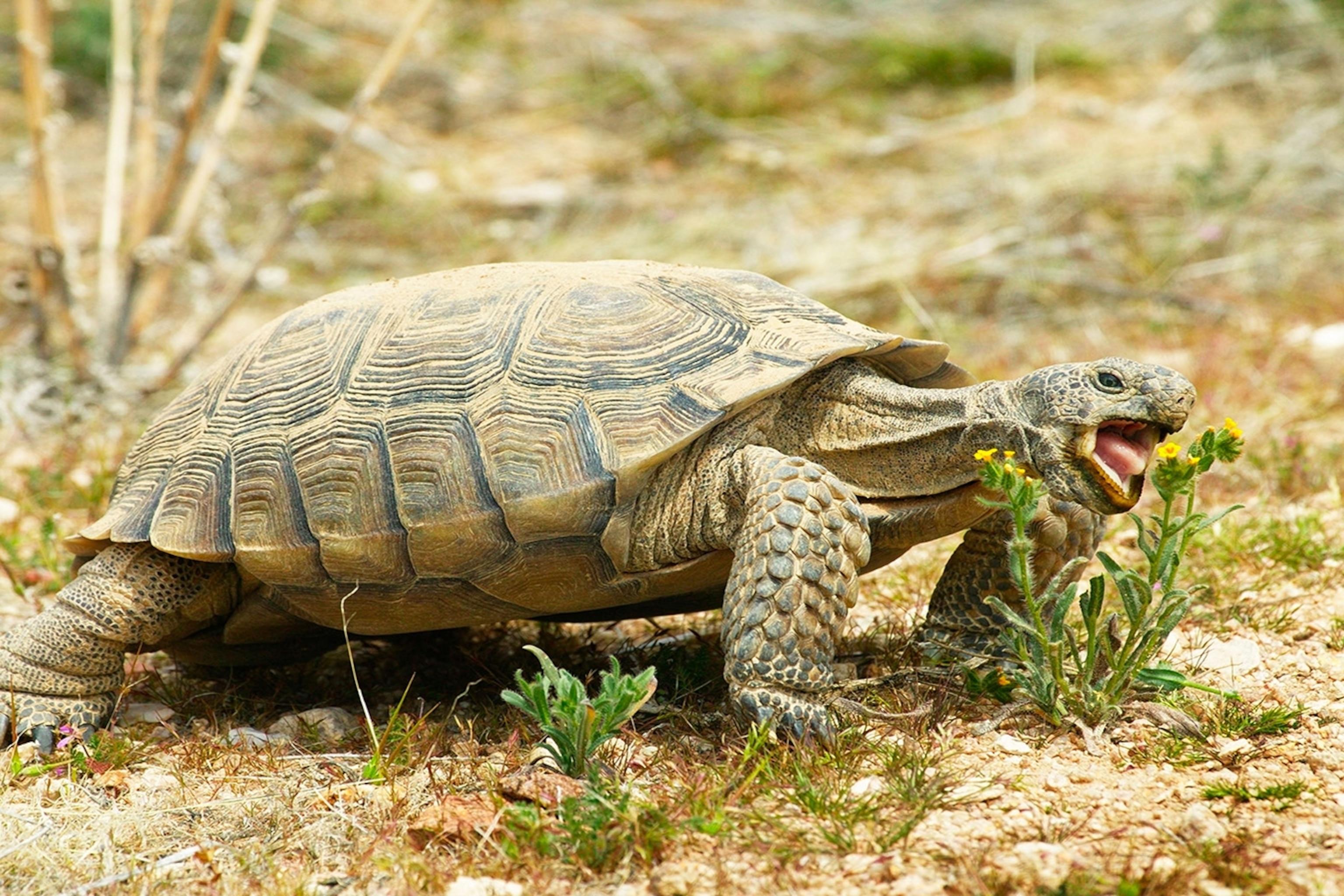 Desert_Tortoise