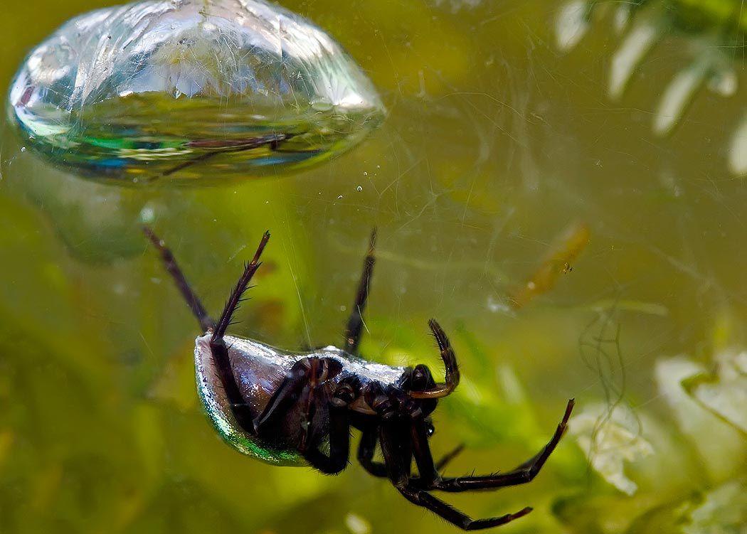 Diving_Bell_Spider