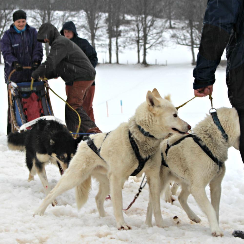 Dog_Sledding